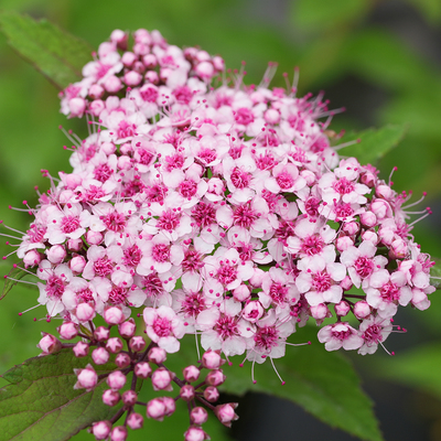 绣线菊汽泡香槟矮生品种