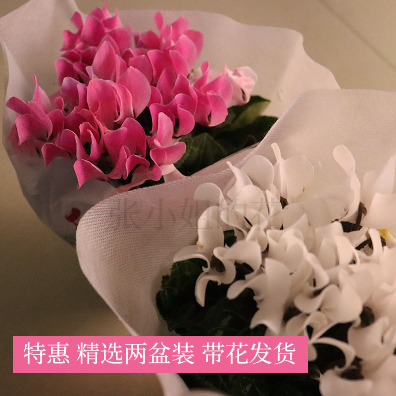 两盆装仙客来带花苞盆栽耐寒冬季多季开花露台室内阳台兔子花卉