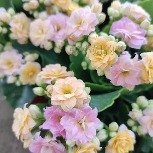 彩虹糖长寿花室内阳台带花苞花卉盆栽多肉植物花期长好养四季窗台