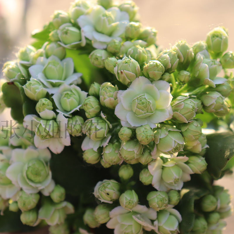 稀有品种带花苞绿巴黎长寿花重瓣大带花苞花室内桌面阳台花卉盆栽