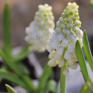 白魔法带花苞白色葡萄风信子土培原土原盆好养易活春季花卉植物