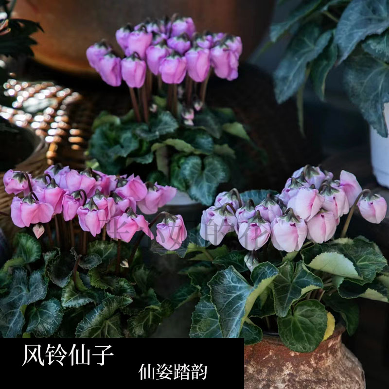 铃铛仙客来风铃仙子盆栽带花苞室内阳台花卉四季开花好养观花植物