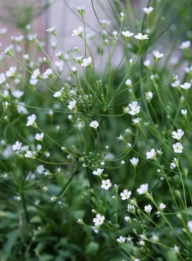 点地梅星辰花卉盆栽室内阳台窗台客厅植物观花爆花花镜花材花园