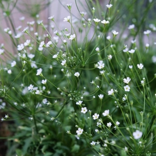 点地梅星辰花卉盆栽室内阳台窗台客厅植物观花爆花花镜花材花园