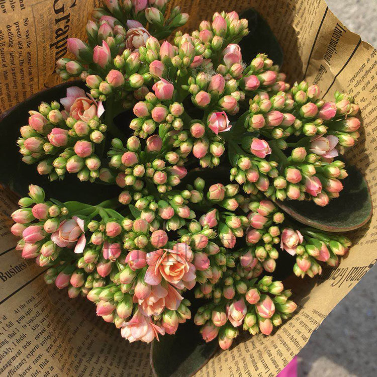 昊景｜重瓣单瓣长寿花盆栽带花苞四季绿植室内阳台观花花卉办公桌