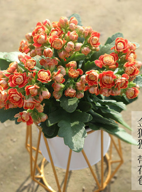 金狐狸重瓣长寿花卉盆栽多肉植物四季好养花期长室内阳台带花苞