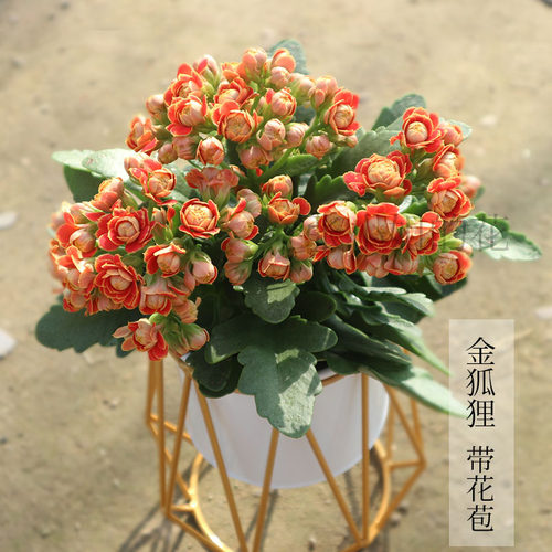 花期长室内阳台好养长寿花卉盆栽