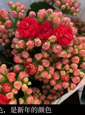 带花苞小盆栽红狐狸红色重瓣长寿花盆栽年宵花卉室内阳台客厅装饰