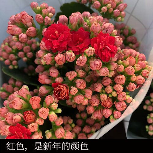 带花苞小盆栽红狐狸红色重瓣长寿花盆栽年宵花卉室内阳台客厅装饰