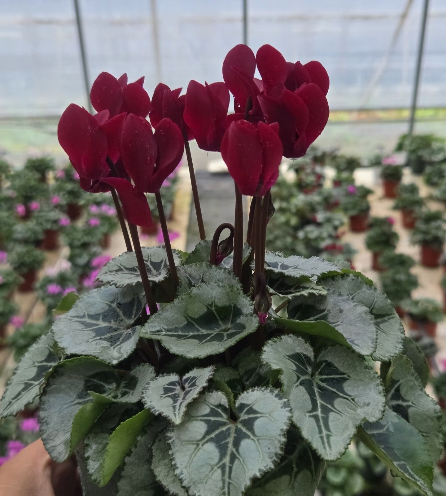 稀有品种绅士酒红仙客来盆栽带花苞迷你小花阳台室内观花花卉桌面