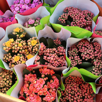 【昊景重瓣小长寿花】带花苞植物多肉盆栽植花期长办公室阳台好养