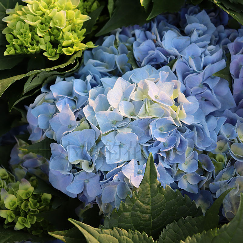 大颗蓝色无尽夏绣球花卉盆栽花苗庭院阳台植物四季花园庭院花期长