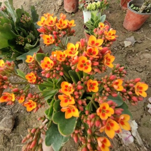 长寿花金色海岸单瓣盆栽带花苞室内阳台花卉四季好养易活窗台桌面