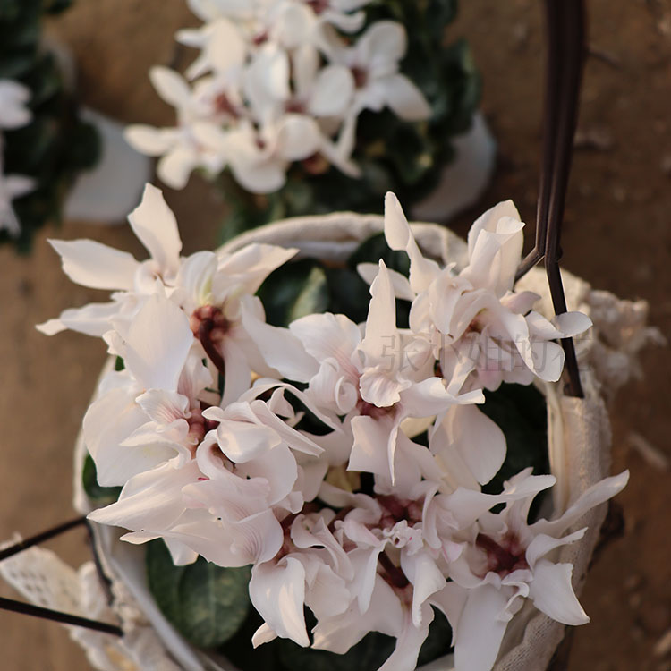 白色风车仙客来花卉盆栽带花苞室内阳台花卉花期长兔子花易养庭院