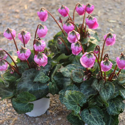 风铃仙客来室内阳台植物好养活