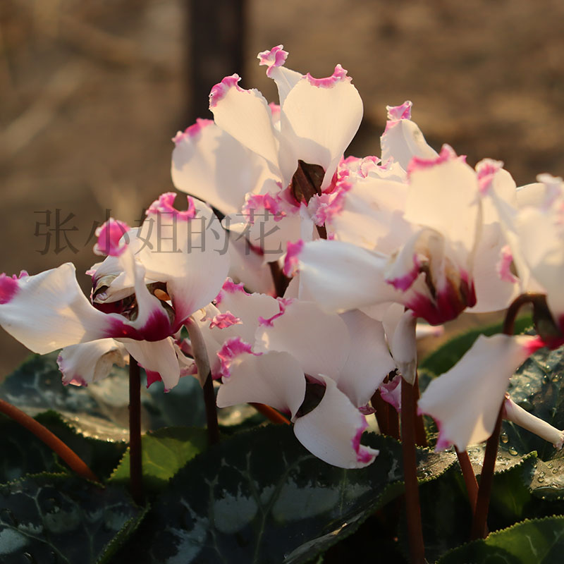 芳醇带花苞15CM大盆仙客来盆栽带花苞花期长室内阳台花卉植物四季