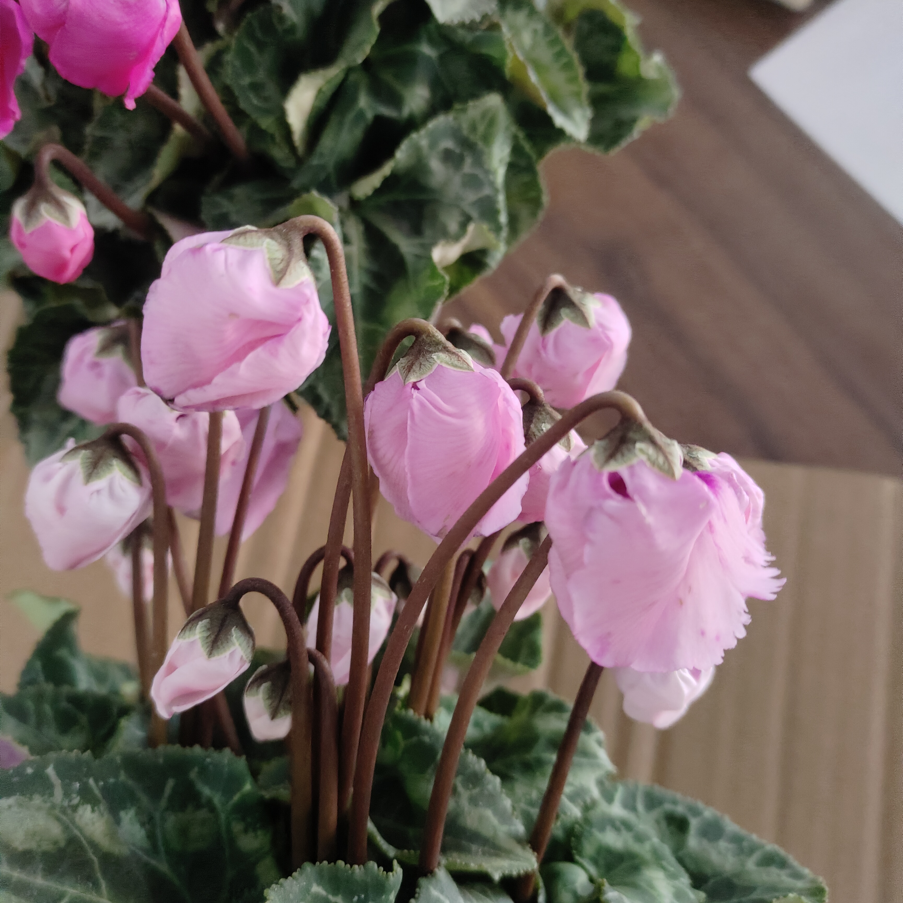 仙客来盆栽带花苞室内阳台花卉四季易活观花植物风铃仙子花期长