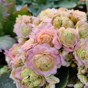 张小姐的花  蟠桃长寿花 花卉室内阳台盆栽重瓣耐寒年宵花蟠桃