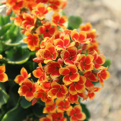 花期长好养单瓣岩丁长寿花盆栽