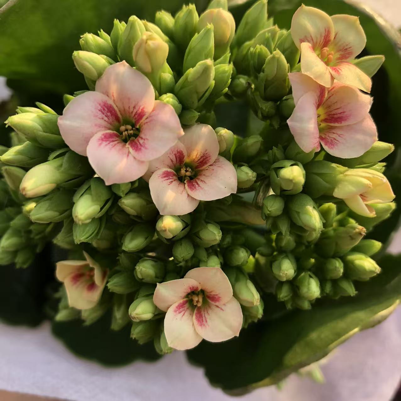 白猫单瓣长寿花渐变色花期长室内阳台花卉盆栽好养精品多肉带花苞