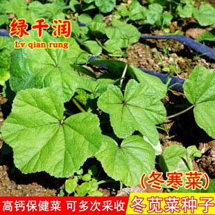 冬寒菜种子冬苋菜籽东汉菜马蹄菜高钙菜野菜阳台盆栽农家蔬菜种孑