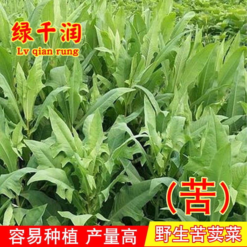 野生苦荬菜种子牧草种子四季花芽苦麦菜种子苦麻菜苦麥菜高产唛菜