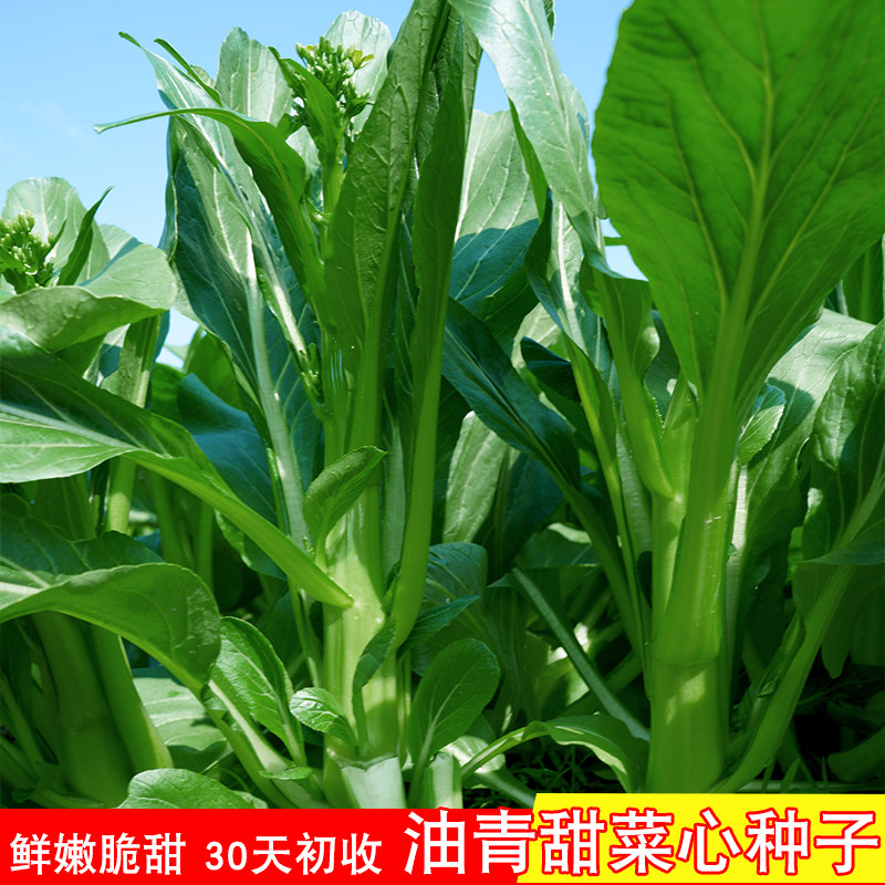 油青菜心种子速生甜菜心耐热四季青菜种籽农家庭院阳台蔬菜种孑籽