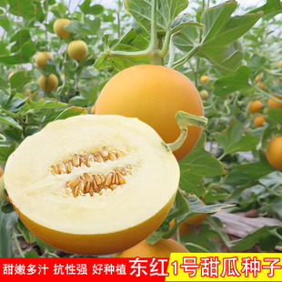 东红1号白沙蜜甜瓜种子懒汉甜瓜种孑简单产量高脆甜好吃春天四季