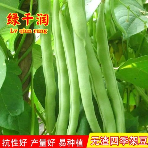 蔬菜泰国高产种孑四季豆