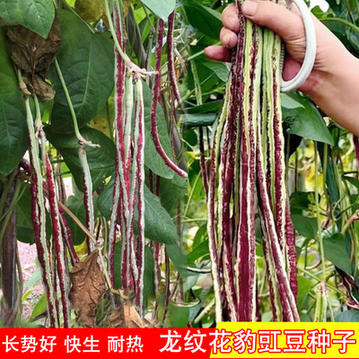 龙纹花豹豇豆种子花红长豆角种子春秋耐热高产适合新手小白蔬菜子
