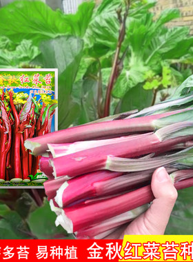 金秋红菜苔种子十月鲜菜苔种子高产红菜紫菜薹秋冬农家菜园蔬菜子