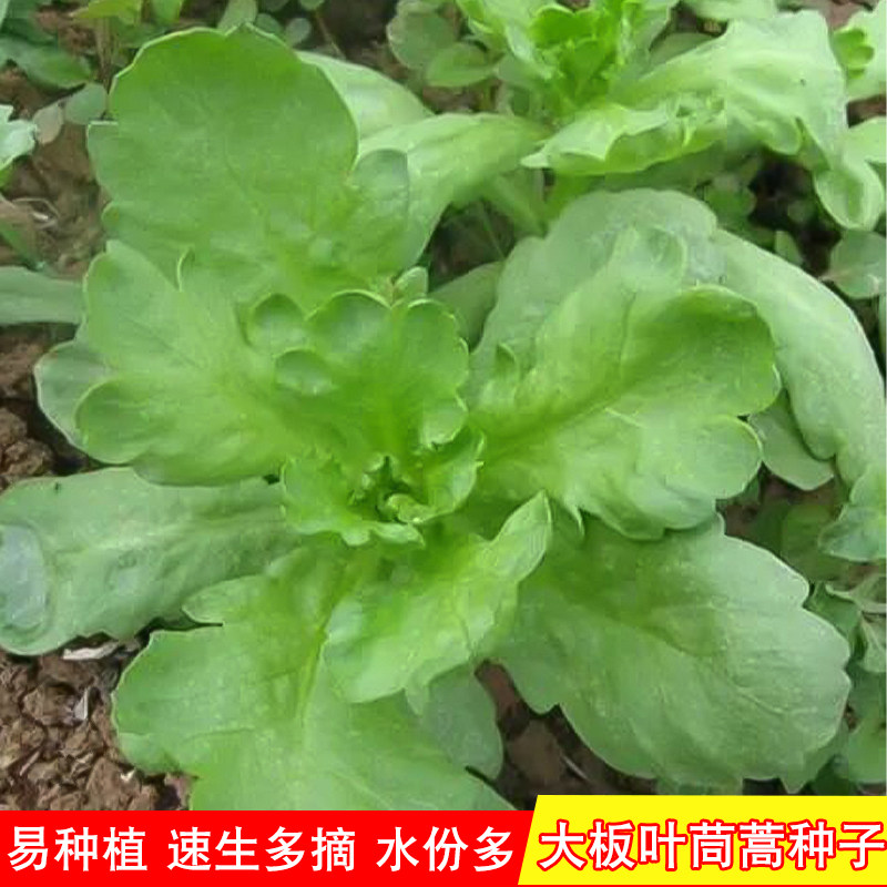 茼蒿种子大板叶蓬蒿菜籽盆栽大田菜园四季青菜子农家菜园蔬菜种子
