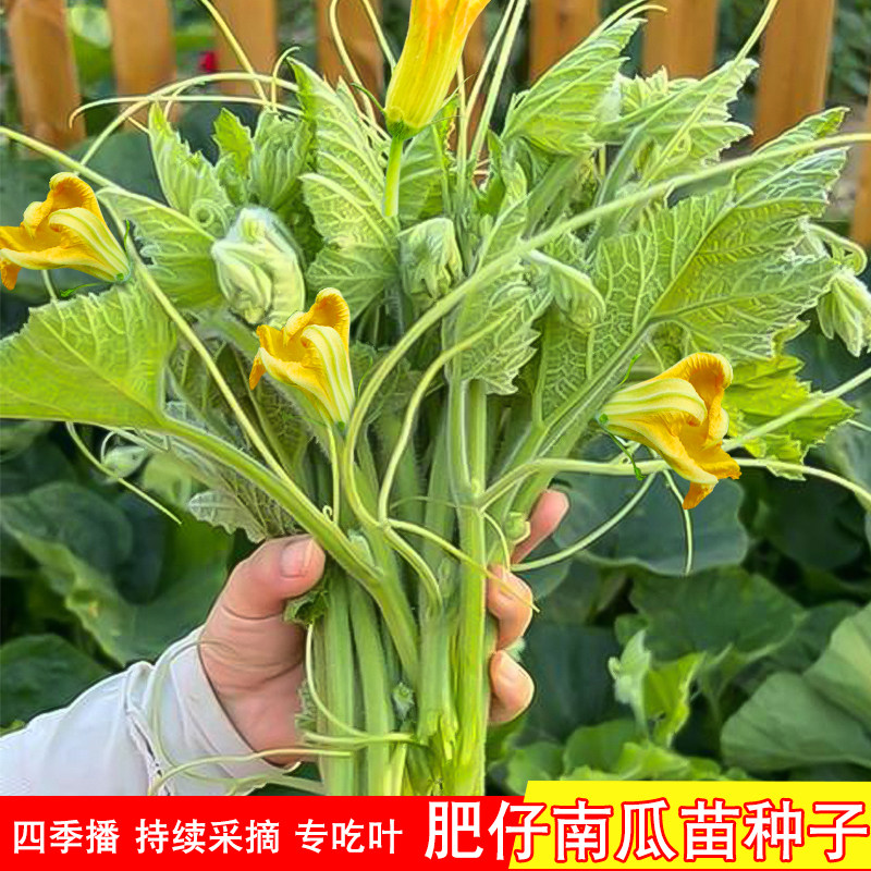 南瓜苗种籽专吃南瓜藤茎嫩叶子春秋农家阳台盆栽田园特色蔬菜种孑,鲜花速递/花卉仿真/绿植园艺,家庭园艺种子,淘宝优惠券,粉丝福利购,淘宝优惠卷