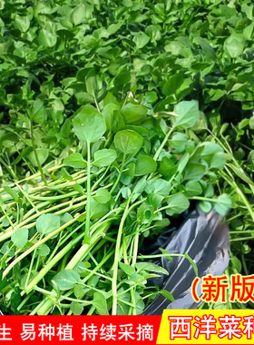 西洋菜种籽豆瓣菜种孑广东水生四季种植农家蔬菜种子野生青菜种子
