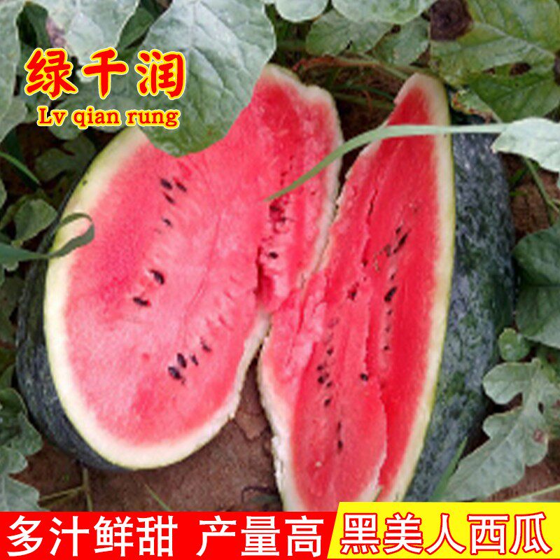 黑美人西瓜种子大果型黑皮巨型无籽西瓜种籽超甜红肉瓤春夏季水果