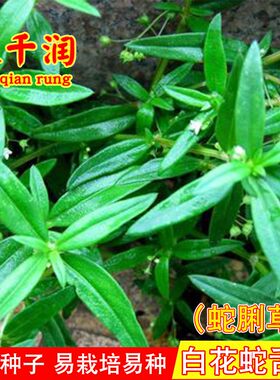 白花蛇舌草半枝莲四季盆栽种子