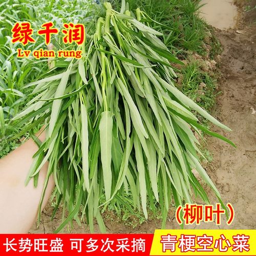 四季青梗柳叶空心菜种子通菜翁菜水生蕹菜种籽阳台盆栽蔬菜种孑籽 - 封面