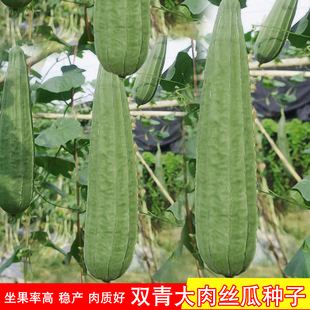 大肉丝瓜种子广东八棱丝瓜种子有棱角丝瓜子本地农家四季蔬菜种孑