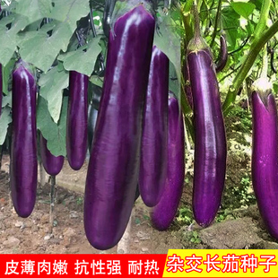 紫红长茄种子春季四季田园阳台盆栽茄子四季种植瓜果庭院蔬菜种子