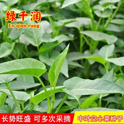 中叶空心菜盈科春秋蔬菜耐热