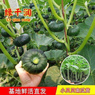 贝贝南瓜苗种子板栗高产香甜小金瓜种籽春季四季阳台农家蔬菜瓜苗