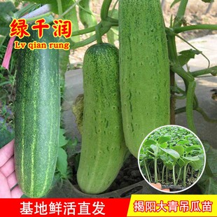 揭阳大青吊瓜苗花青黄瓜秧苗种籽高产四季青瓜秧苗阳台蔬菜种孑籽