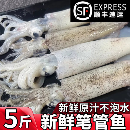 新鲜笔管鱼鲜活速冻海兔小鱿鱼