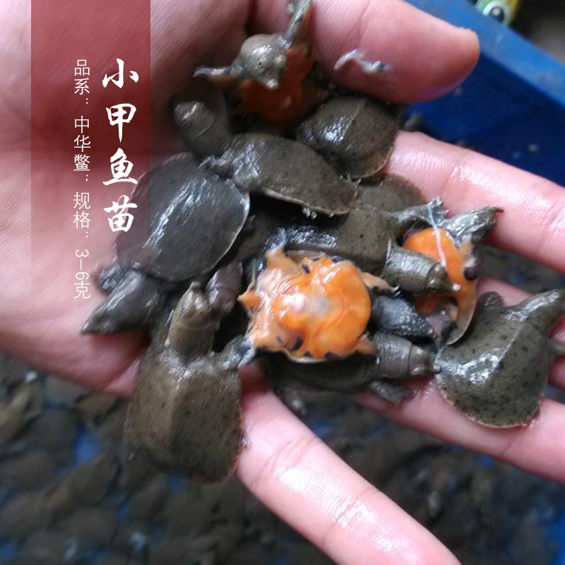 外塘生態(tài)中華甲魚苗鱉苗鮮活團魚水魚苗王八苗龍魚活餌100只包郵