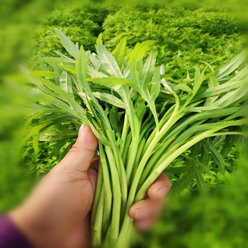 江西余干藜蒿茼蒿新鲜时令绿色蔬菜食用农产品