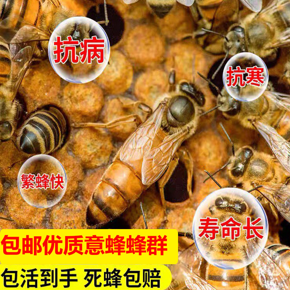 意蜂蜂王出售高产交尾新产卵王
