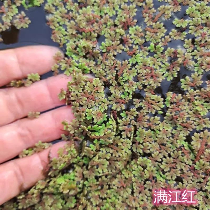 满江红珊瑚萍红绿浮萍鱼虾龟缸微造景观水生植物净化水质淡水水草