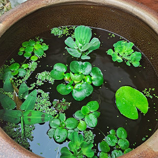 水葫芦水浮莲水培植物水生水芙蓉水草养鱼鱼缸圆心萍浮萍净化水质