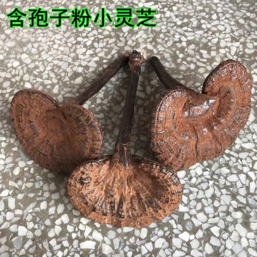 仿野生紫灵芝中小朵灵芝新鲜干货