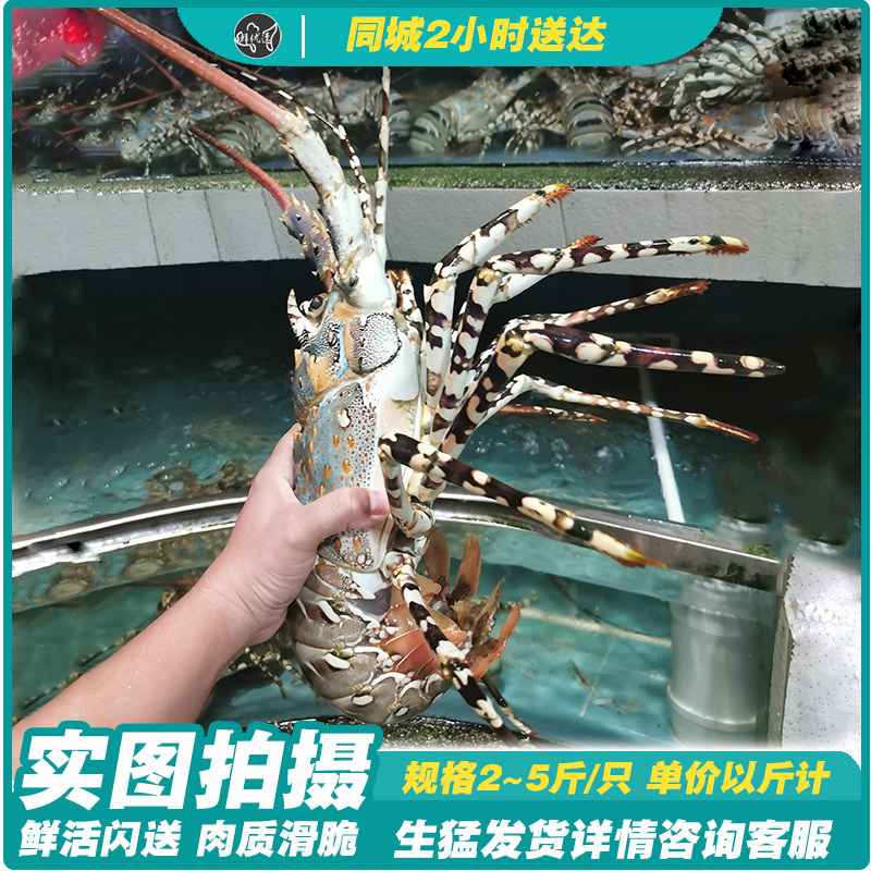 海鲜水产鲜活龙虾澳州龙虾花龙大花龙虾同城鲜活配送2到6斤/只
